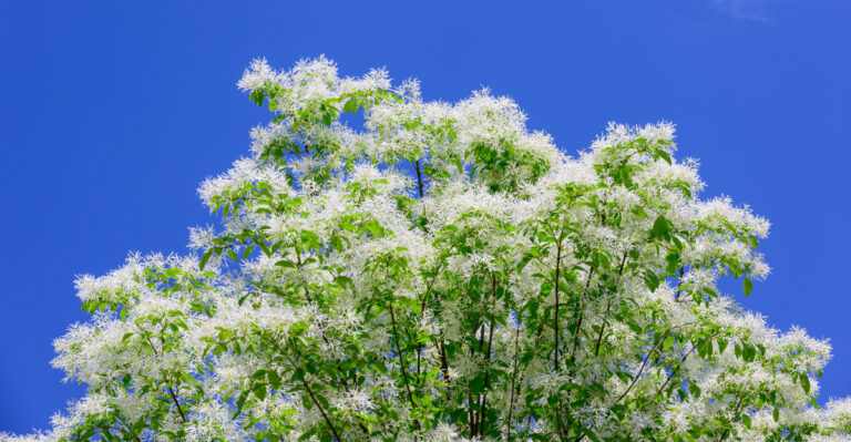 This Gorgeous Maryland Native Tree Doesn’t Get The Credit It Deserves