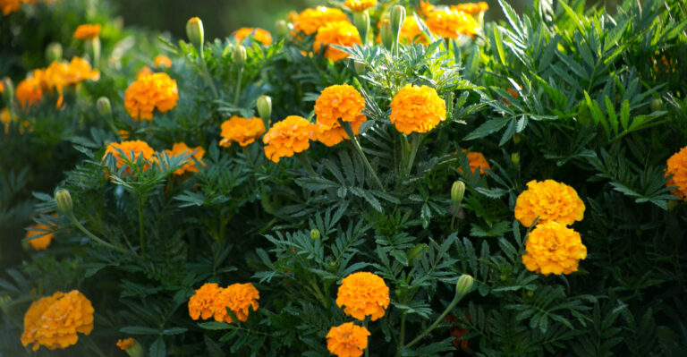 9 Reasons Massachusetts Gardeners Should Plant Marigolds This Summer