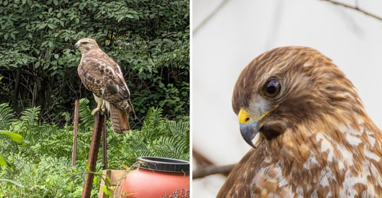 What It Really Means When A Hawk Shows Up In Your Texas Yard