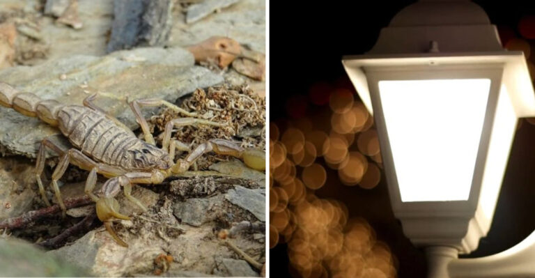 These Arizona Porch Light Habits Are Drawing Scorpions Closer