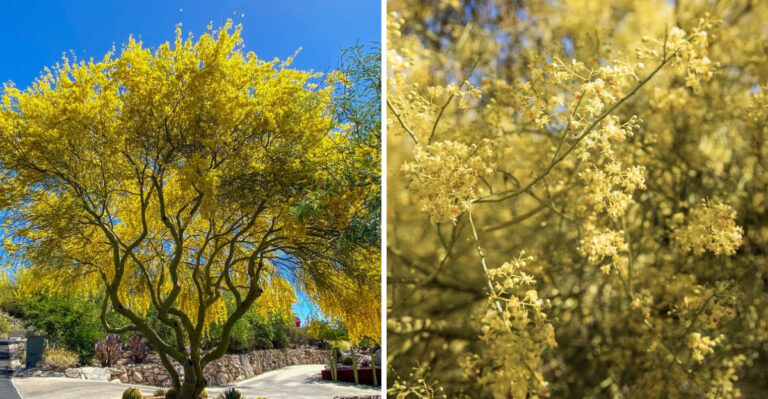 The Native Tree Arizona Homeowners Are Choosing Instead Of African Sumac