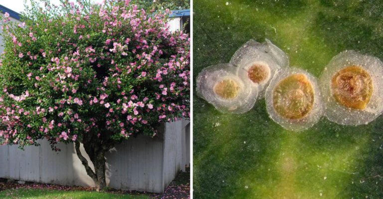 What It Really Means When Scale Shows Up On Your Oregon Camellias