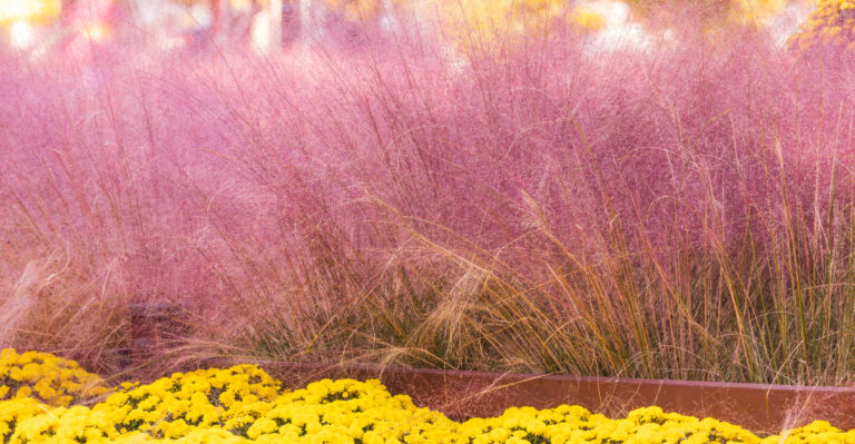 pink muhly grass