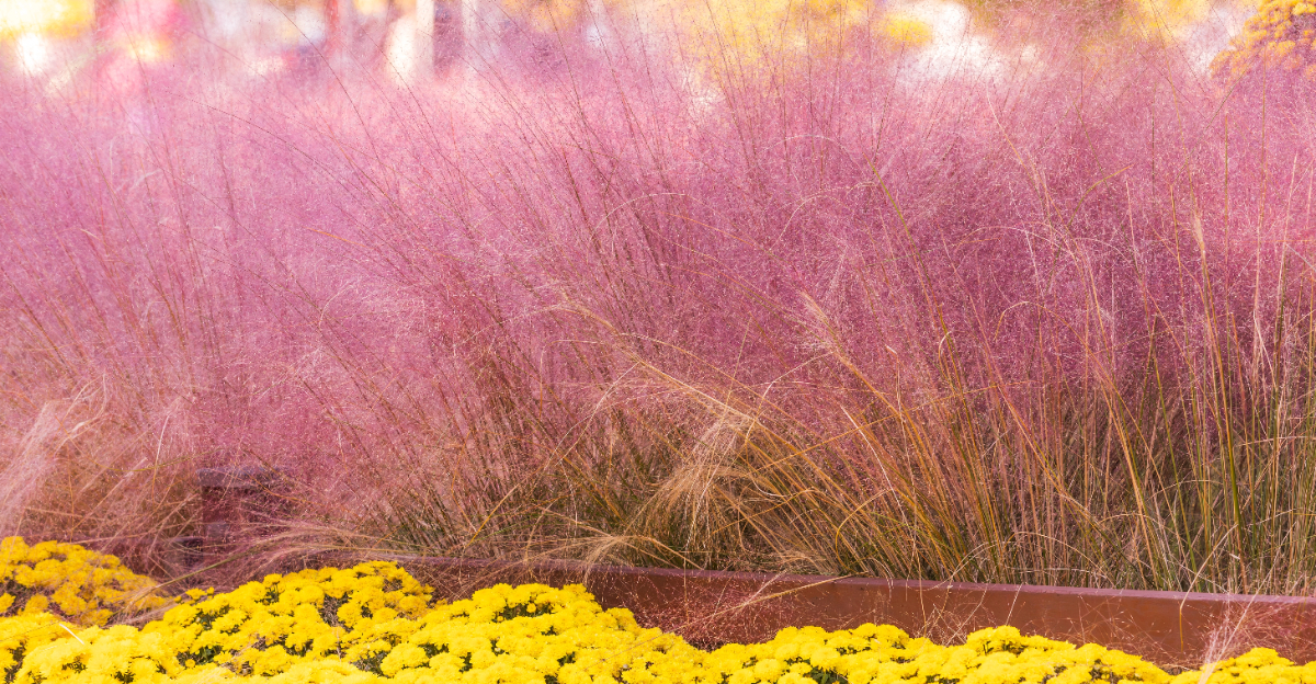 pink muhly grass