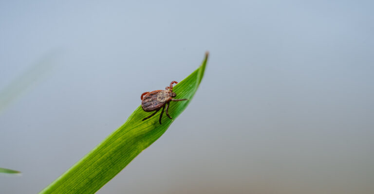 A tick perched on a blade of grass