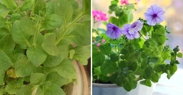 8 Reasons Your Petunias Suddenly Stop Flowering In Late Summer