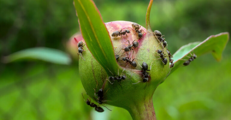 The Real Reason Ants Show Up On Your Maryland Peonies Year After Year