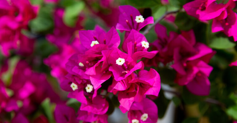 The One Thing California Bougainvillea Needs In August To Rebloom