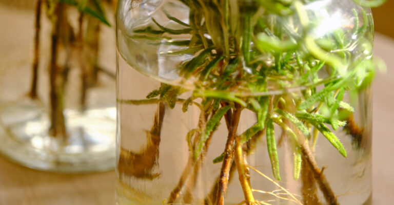 8 Ways To Propagate Rosemary For An Endless Supply Of Fresh Herbs In Nevada