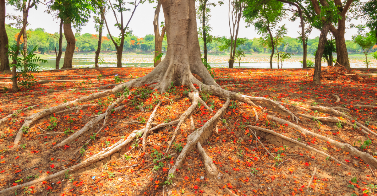 Royal Poinciana