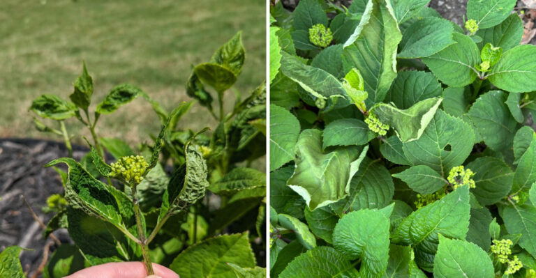 Curling Hydrangea Leaves Are Sending You A Signal