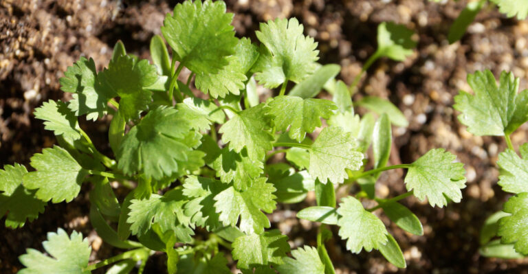 Why California Cilantro Bolts So Fast And What Actually Slows It Down