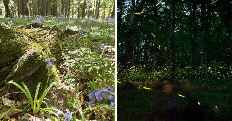 firefly habitat