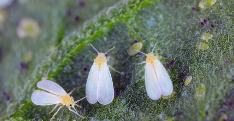 Glasshouse whitefly (Trialeurodes vaporariorum)