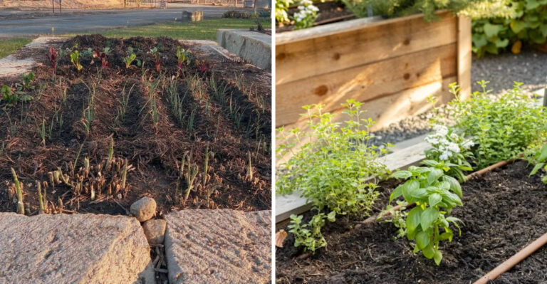 This Arizona Compost Habit Pays Off Before Fall Planting Begins