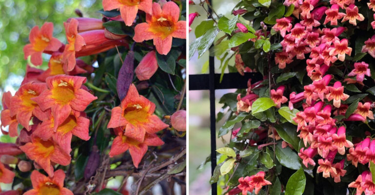The Low Water Texas Native Vine Homeowners Can Use Instead Of Wisteria