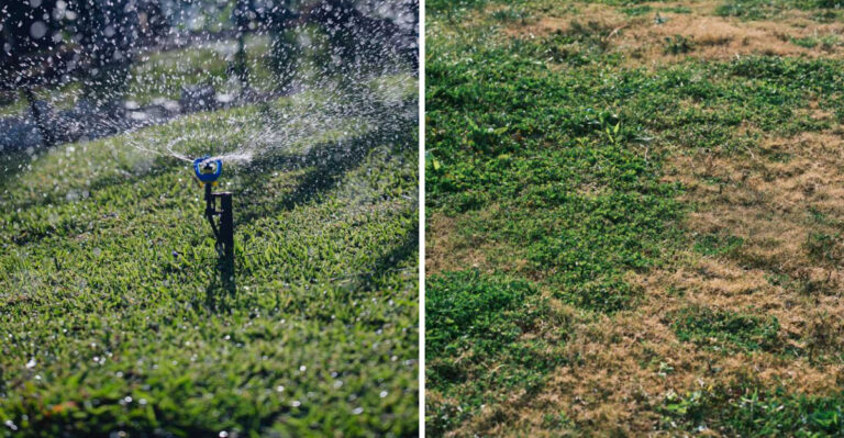 Avoid These Tennessee Lawn-Care Mistakes During Late-August Heat