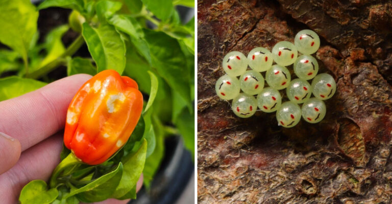 What It Really Means When Stink Bugs Start Showing Up On Your North Carolina Peppers
