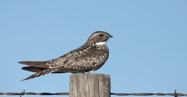 Common Nighthawks (featured image)