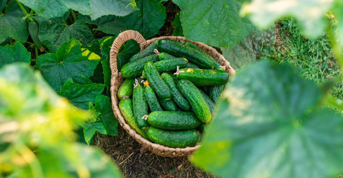 cucumber harvest