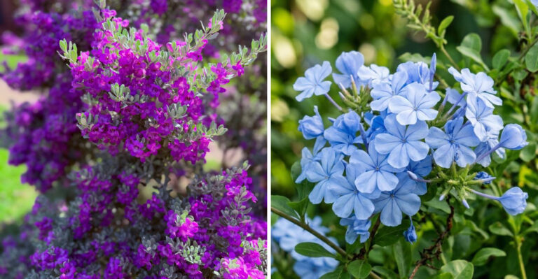 texas sage and plumbago