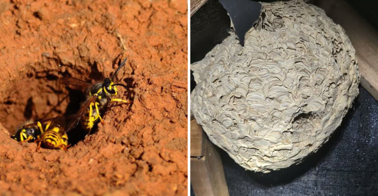 yellowjacket swarms and nest