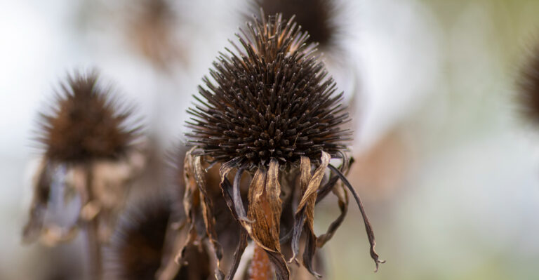When Spent Coneflower Blooms Should Be Removed For Best Results In Tennessee