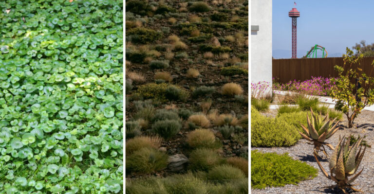Why Maryland Is Ditching Traditional Lawns For Native Groundcover Alternatives