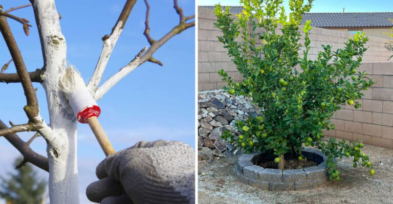 The One August Task That Determines How Well Your Arizona Citrus Overwinters