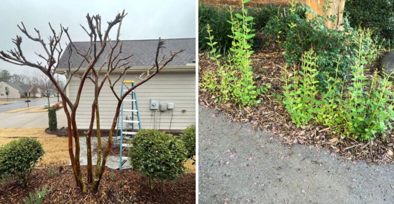 Why Crape Myrtle Suckers Keep Growing Back In North Carolina No Matter How Often You Cut Them