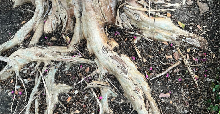 crepe myrtle roots