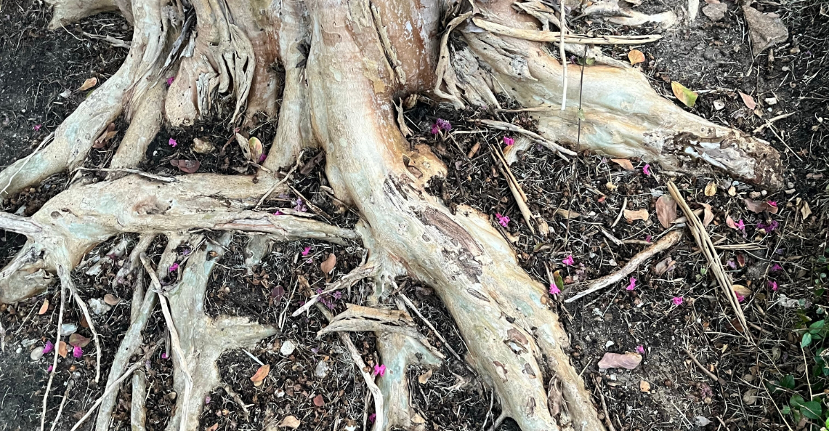 crepe myrtle roots