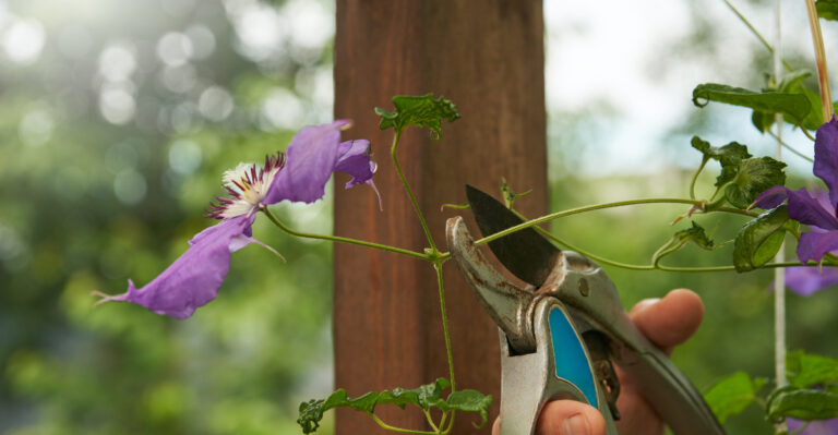 The Pruning Mistake Gardeners Keep Making That Costs Clematis Their Blooms