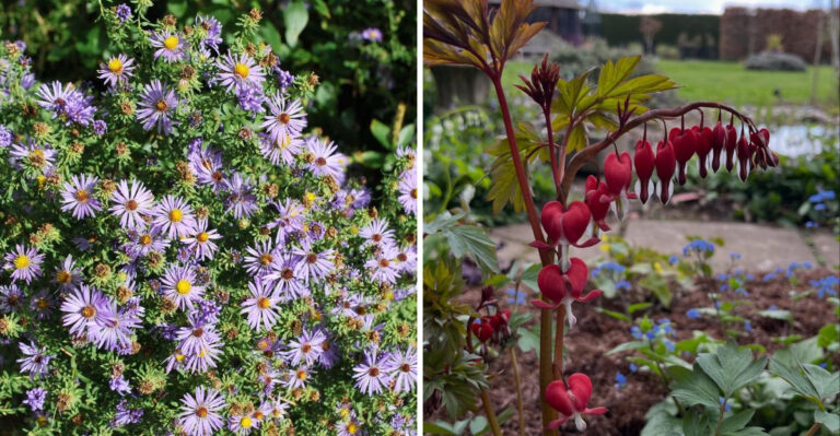 new england aster and bleeding heart