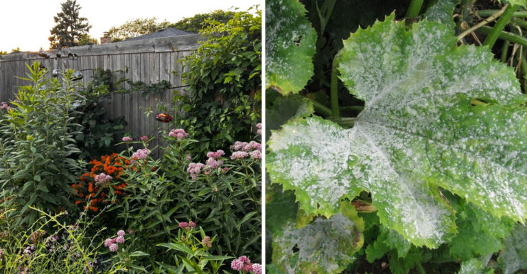 The Pennsylvania Summer Garden Problem That Almost Always Starts With A Spring Planting Mistake