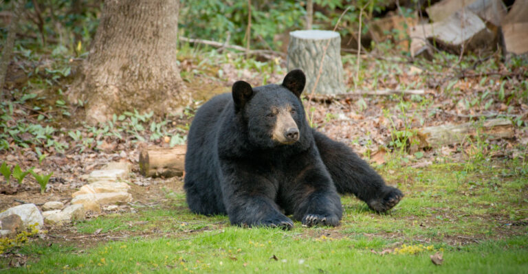 What It Really Means When A Black Bear Wanders Into Your Pennsylvania Yard