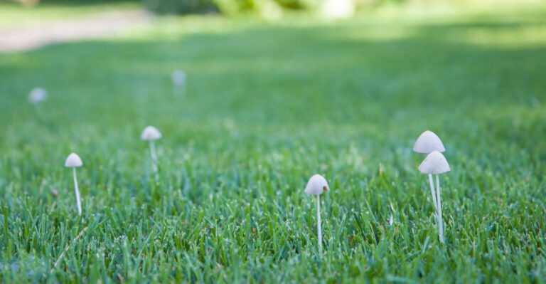 What’s Actually Happening Underground When Mushrooms Appear