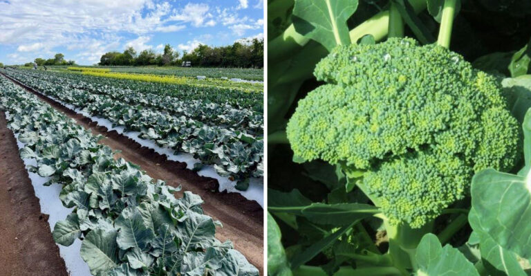 Why Broccoli Needs An August Start In Michigan To Make Strong Heads Before Frost