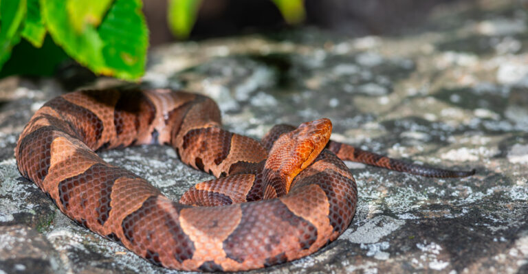 What To Do When Copperheads Start Moving Through Maryland Yards In September