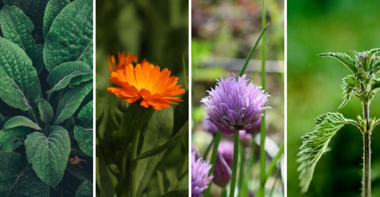 10 Plants With Surprising Hidden Powers Growing In Wyoming