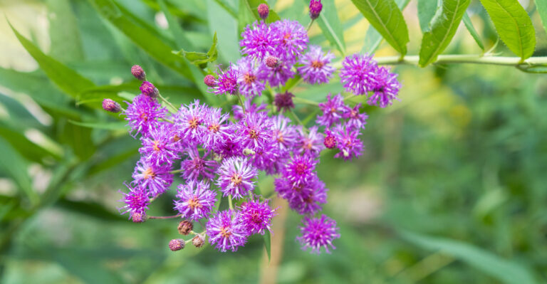 Vernonia gigantea