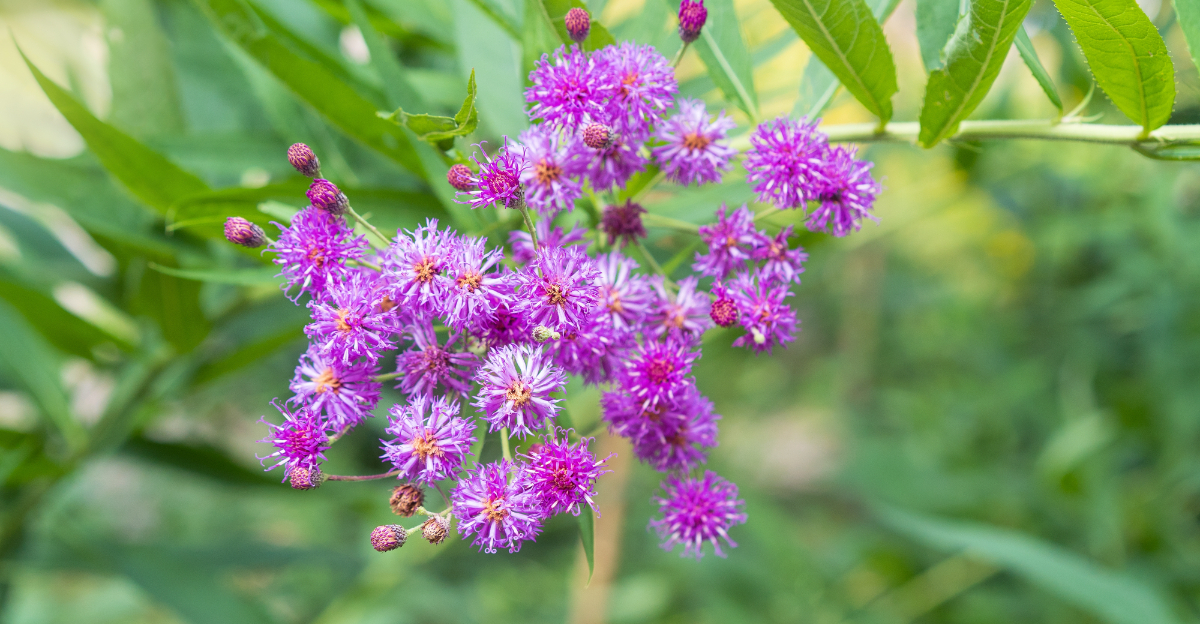 Vernonia gigantea