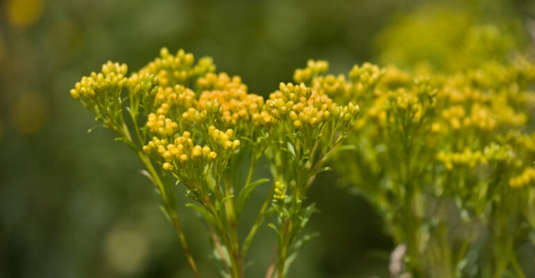 Solidago ohioensis