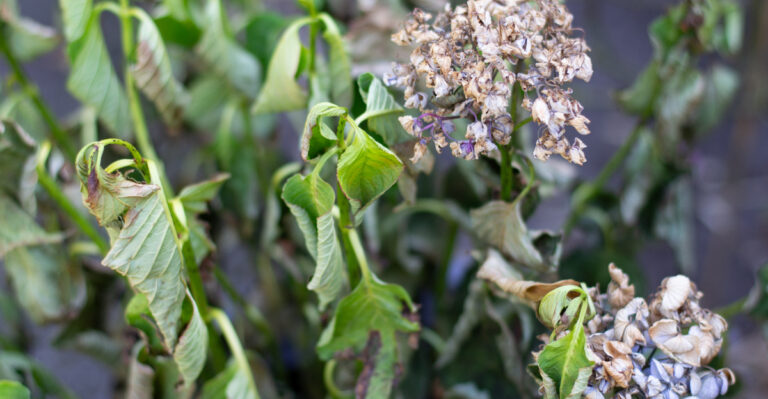 Your Drooping Hydrangea Stems Are A Warning Sign You Shouldn’t Ignore