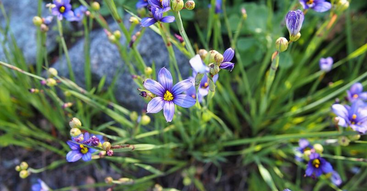 Blue Eyed Grass