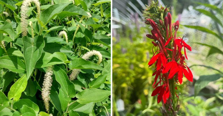Georgia Plants That Bring In Dragonflies And Cut Down Mosquitoes After Summer Storms