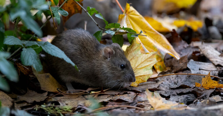 The California Garden Storage Mistake That Gives Rats Shelter Before Cooler Weather