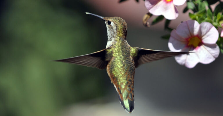 The Meaning Behind Seeing Hummingbirds In Your Oregon Yard This August