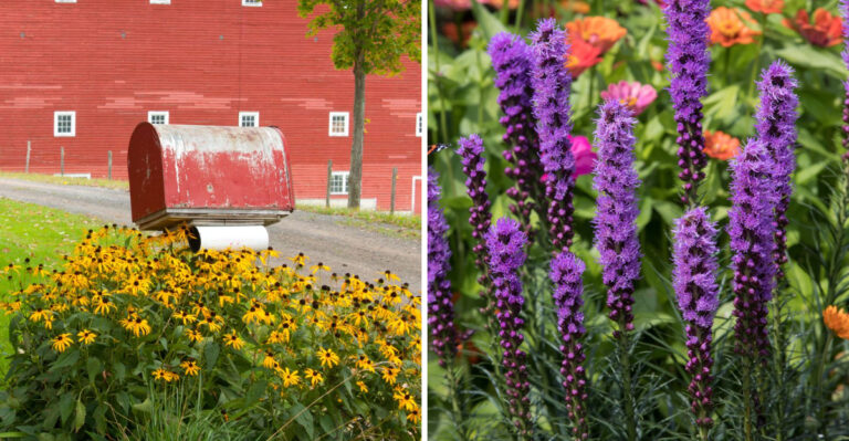 7 Native North Carolina Bloomers That Handle Mailbox Heat Better Than Petunias