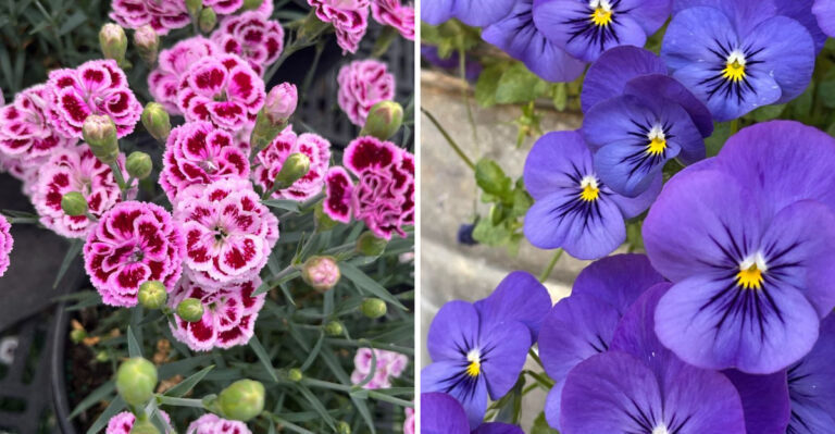 These Are The Cool-Season Flowers To Start Now For Arizona Fall Color